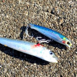 連続シーバスヒット!!