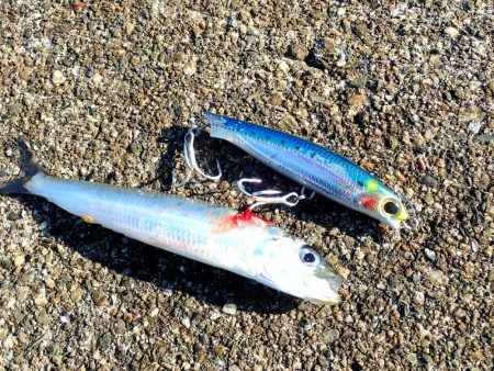 連続シーバスヒット!!