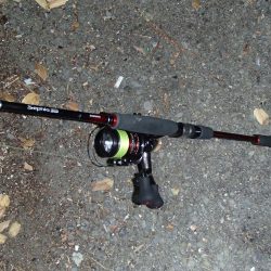 いまさら今年初イカ