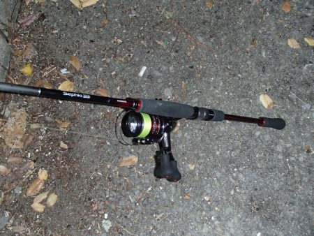 いまさら今年初イカ