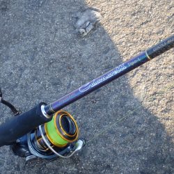 アオリイカ（エギング）