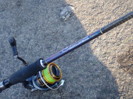 アオリイカ（エギング）