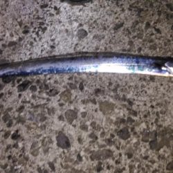 ワインドでタチウオ