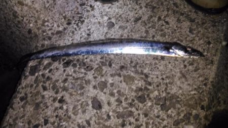 ワインドでタチウオ