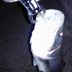 シーバスゲット