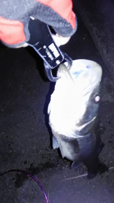 シーバスゲット