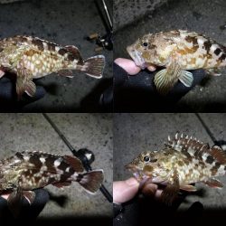 南港フェリーヘチ釣り (小真チヌ, ガシラ 釣果有り)