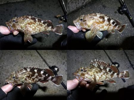 南港フェリーヘチ釣り (小真チヌ, ガシラ 釣果有り)