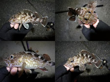 南港カモメ大橋ヘチ釣行 (小真チヌ、小キビレ、ガシラ、ハゼ 釣果有り)