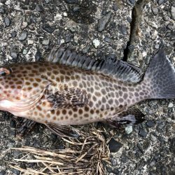 太刀魚がシブくなってきました。