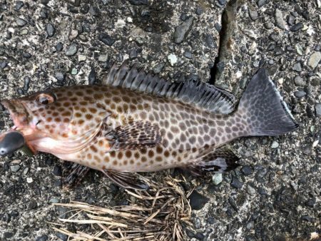 太刀魚がシブくなってきました。