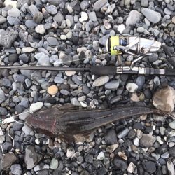 サーフヒラメ、マゴチ、イシモチなど