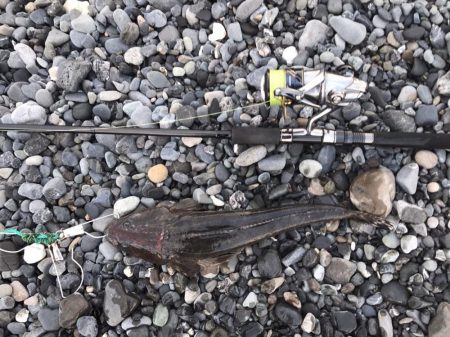 サーフヒラメ、マゴチ、イシモチなど