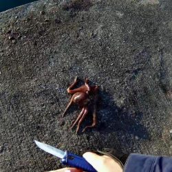 サゴシハラさんとハマティ