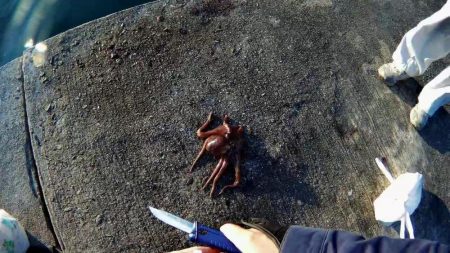 サゴシハラさんとハマティ