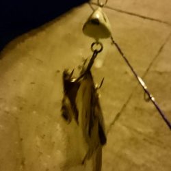 南港タチウオ いつ回復するの！？