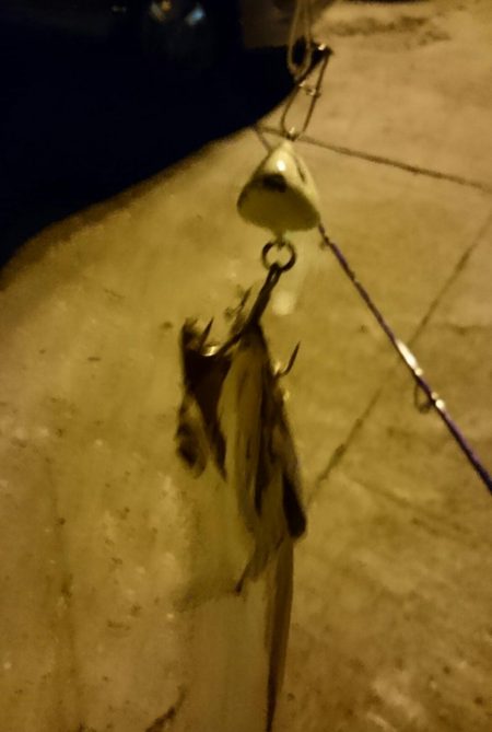 南港タチウオ いつ回復するの！？