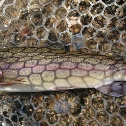 大阪芥川40アップレインボーキャッチ成功♪