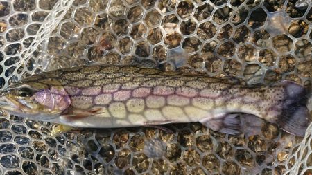 大阪芥川40アップレインボーキャッチ成功♪