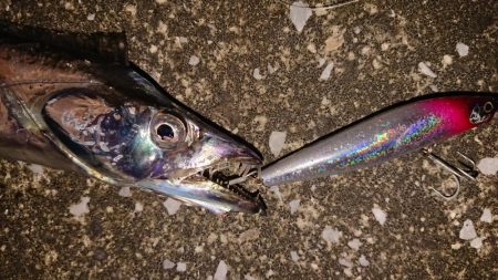 神戸港大潮タチウオからのシーバス♪