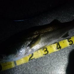 夕練明るいうちシーバス調査