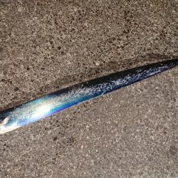 朝練はシーバスナナマル、夕練はロクマルでした♪