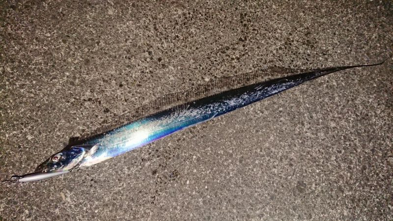 朝練はシーバスナナマル、夕練はロクマルでした♪