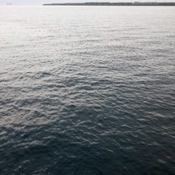 大阪湾タチウオ終了なん!?