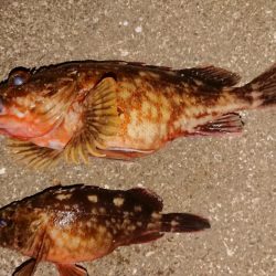 夕練、デカガッシー捕獲成功！