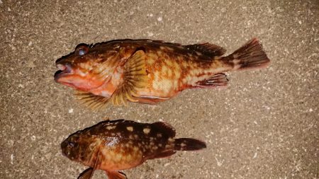 夕練、デカガッシー捕獲成功！