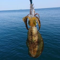 ボートエギング６