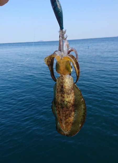 ボートエギング６