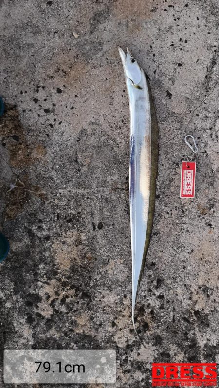 西表島でも太刀魚