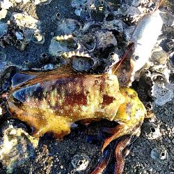 アオリイカが　なんと６杯あがりました!!