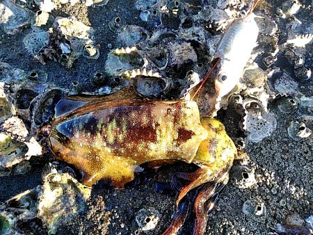 アオリイカが　なんと６杯あがりました!!