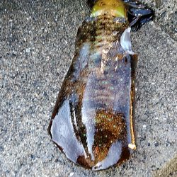 凄い!!ハタまで釣れました!!