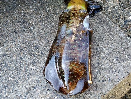 凄い!!ハタまで釣れました!!