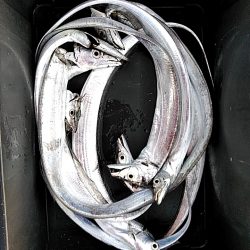 太刀魚大漁でした!!