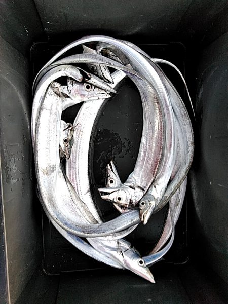 太刀魚大漁でした!!