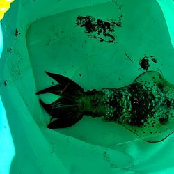 アオリイカ3杯あがりました!!