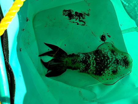 アオリイカ3杯あがりました!!