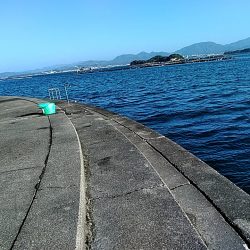 アオリイカ 昼間も釣れました!!