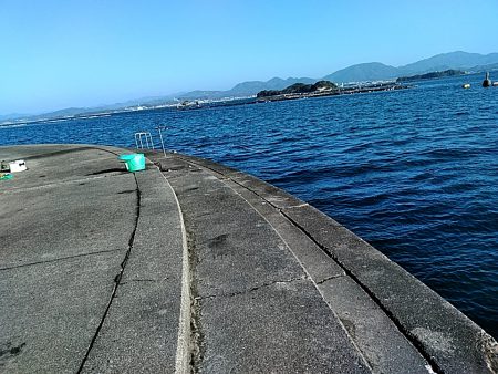 アオリイカ 昼間も釣れました!!