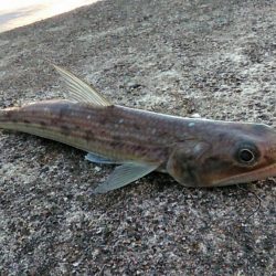 ヤエンと浮き釣り