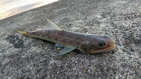 ヤエンと浮き釣り
