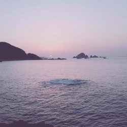 アオリイカ、アカハタ