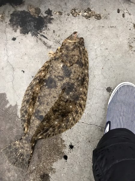 中紀のエギングでアオリイカにヒラメにタコｗ