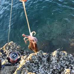 エギングでなんとかアオリイカゲットin激シブの南紀