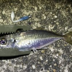 なんとかアジ発見