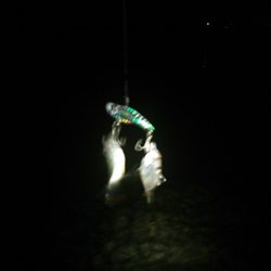 浜名湖 クロダイ シーバスは釣れず